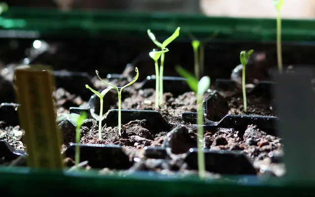 Young chilli seedlings with their first leaves in small pots