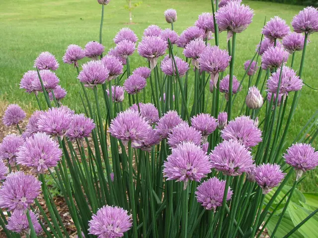 A large, flowering clump of chives in a garden bed