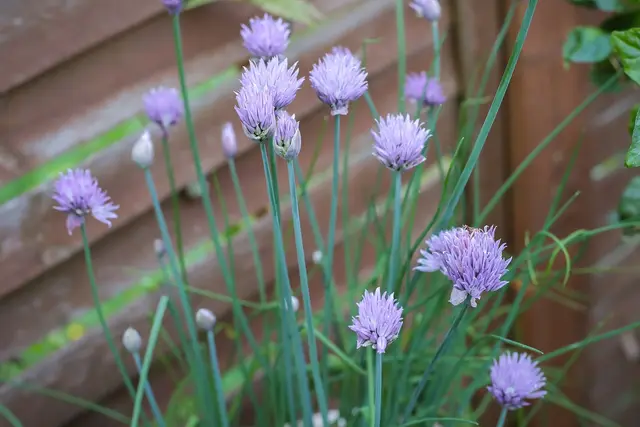 A clump of chives covered in round purple flowers