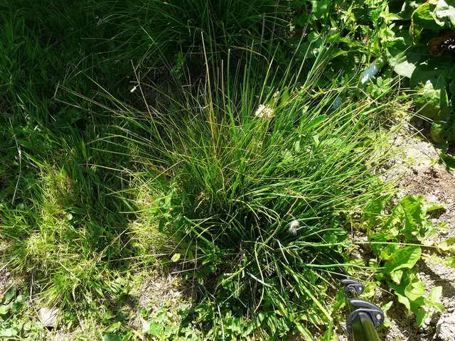 A dense clump of chives growing in a garden, ready for cutting