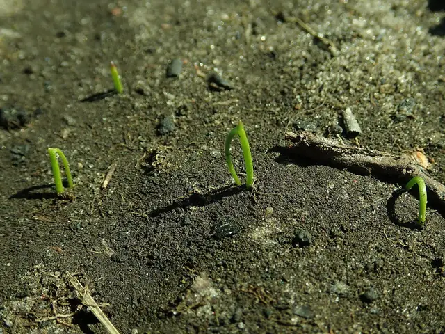 Tufts of young chive seedlings coming up in bare soil