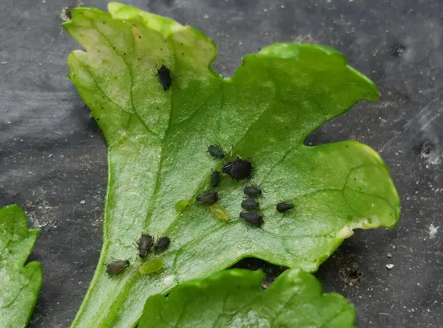 Dark aphids on the underside of a coriander leaf