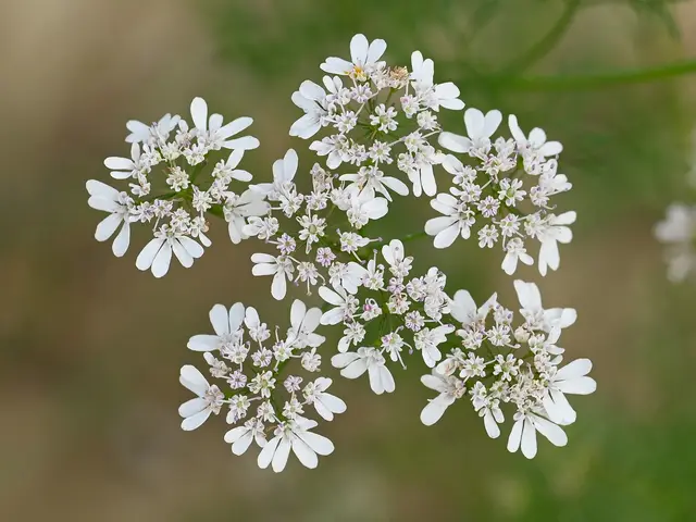A white coriander flower umbel