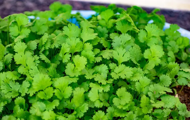 Dense bright green coriander leaves growing close together