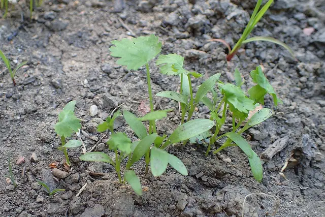 Young coriander plants with rounded first leaves in bare soil