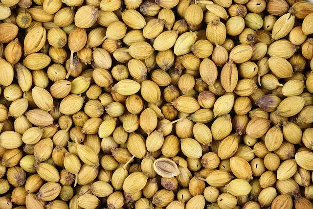 A close-up of dried, beige-brown coriander seeds