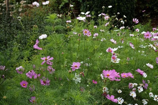 A bed of pink and white cosmos in full flower in a walled garden