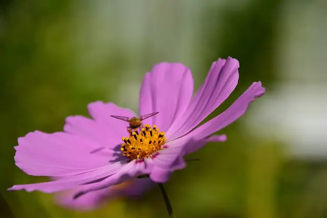 A hoverfly feeding on a pink single cosmos flower