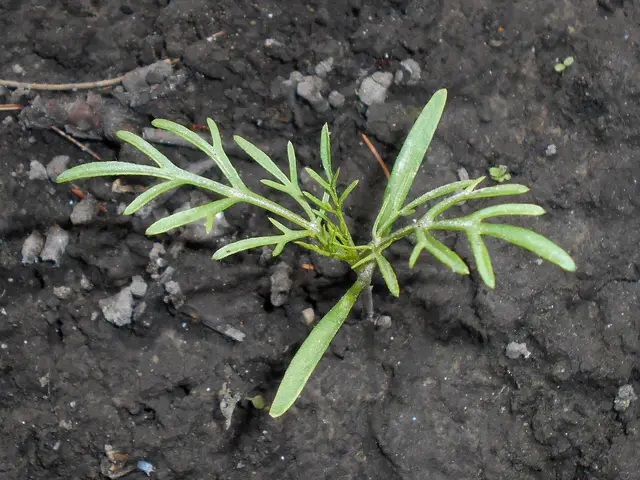 A young cosmos seedling with feathery leaves in bare soil