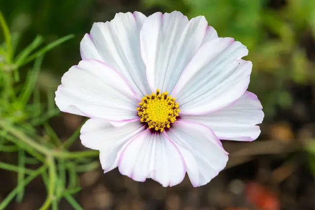 A single white cosmos flower with a yellow centre