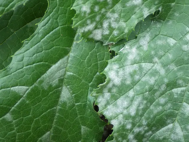 Courgette leaves spotted with white powdery mildew