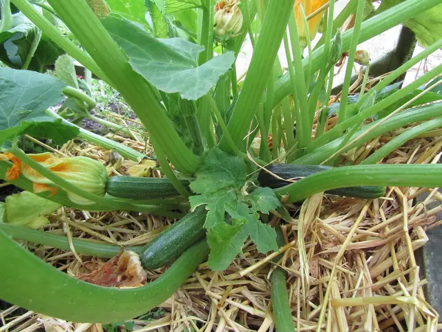 A courgette plant on straw mulch with a dark green fruit and a yellow flower