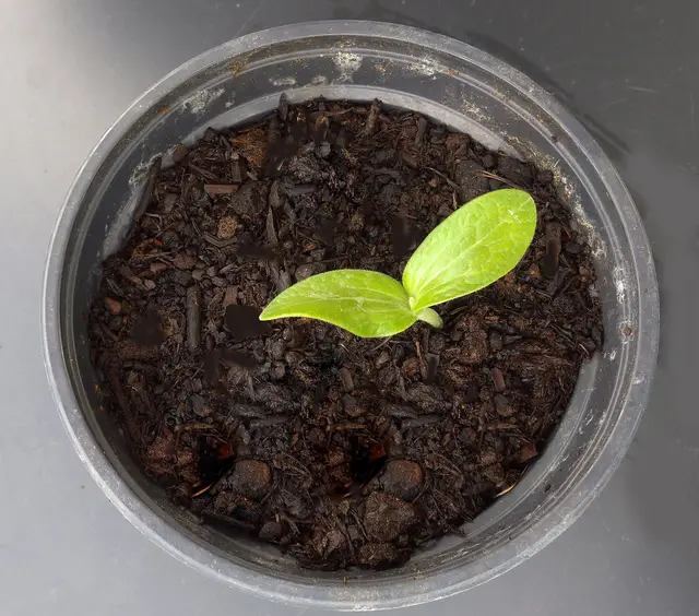 A courgette seedling with two seed leaves in a small pot