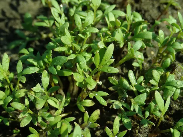 Young garden cress plants in dark soil in an allotment bed in early April