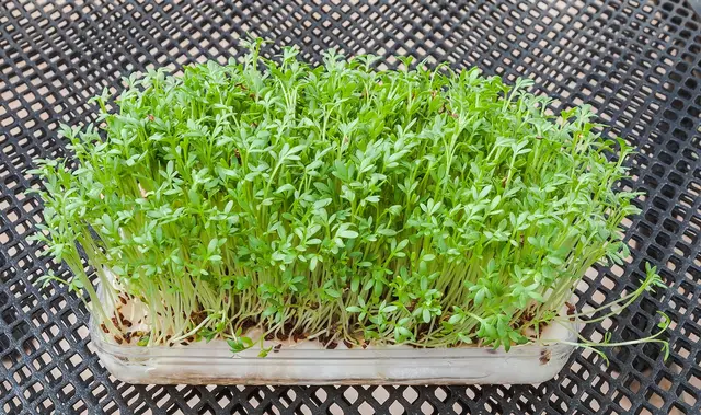 A dense tray of bright green garden cress seedlings