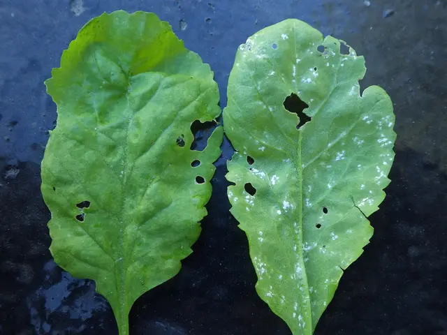 Two cress leaves, the right one covered in white rust spots