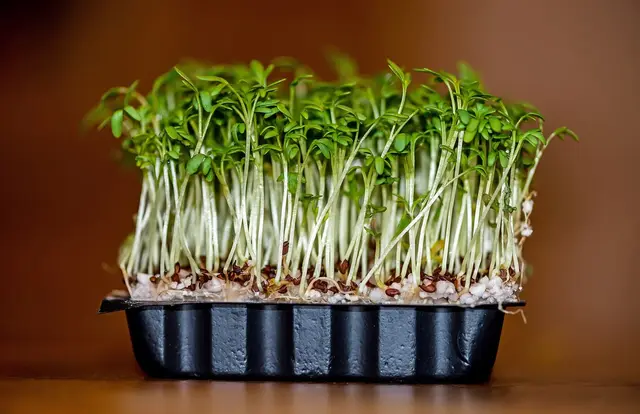 A small black tray of cress seen from the side, with white stems and green seed leaves