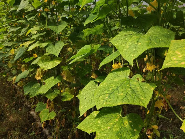 Cucumber leaves with blocky yellow patches of downy mildew