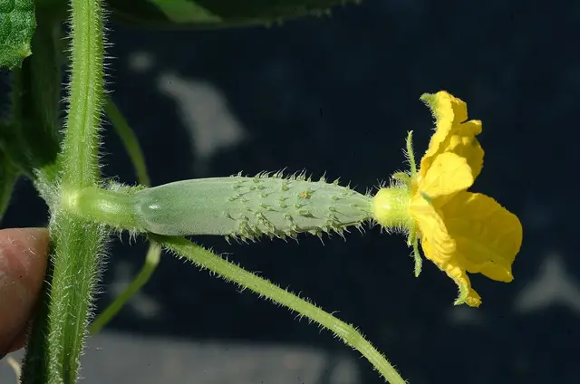 A female pickling cucumber flower with the small spiny fruit behind it
