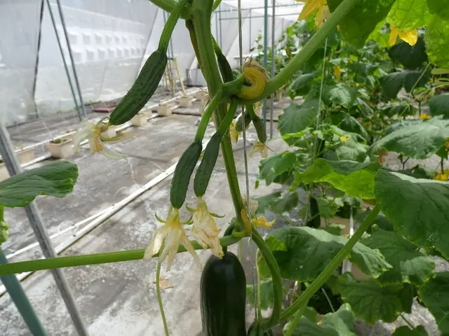 Cucumber plants trained up strings in a greenhouse, with yellow flowers and young fruit