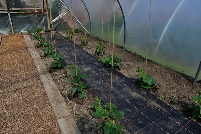 Young cucumber plants set out along canes in a polytunnel bed