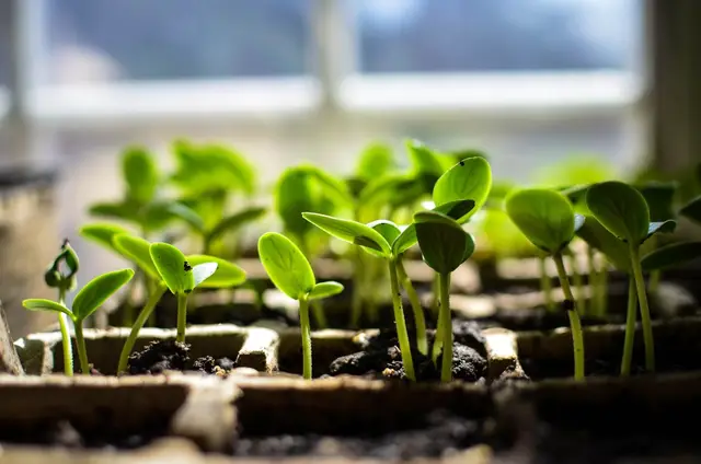 Young cucumber seedlings in small pots on a sunny windowsill