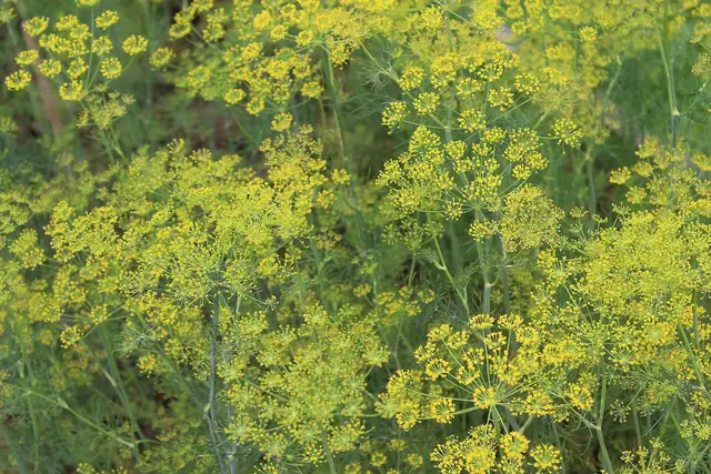 Dill plants in flower with many yellow umbels in a kitchen garden