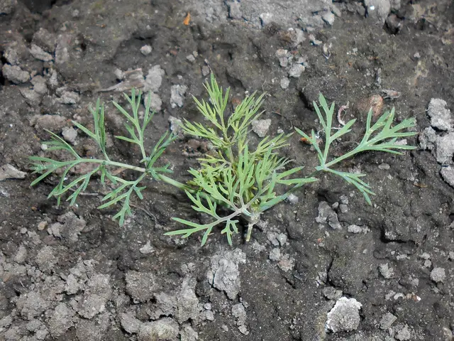 A young dill plant with thread-like leaves in bare allotment soil