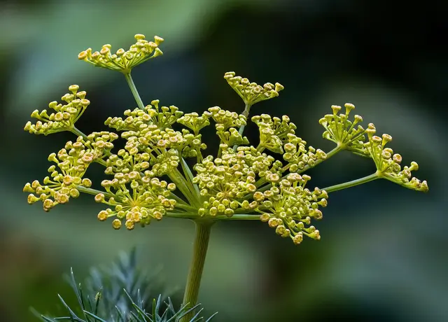 Close-up of a dill flower head with unopened yellow buds