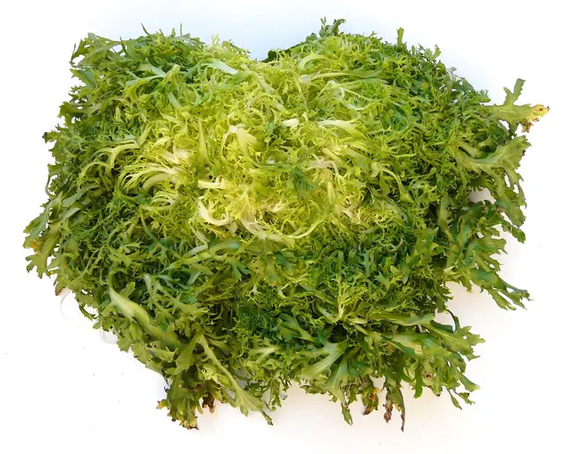 A whole head of curly frisée endive seen from the side