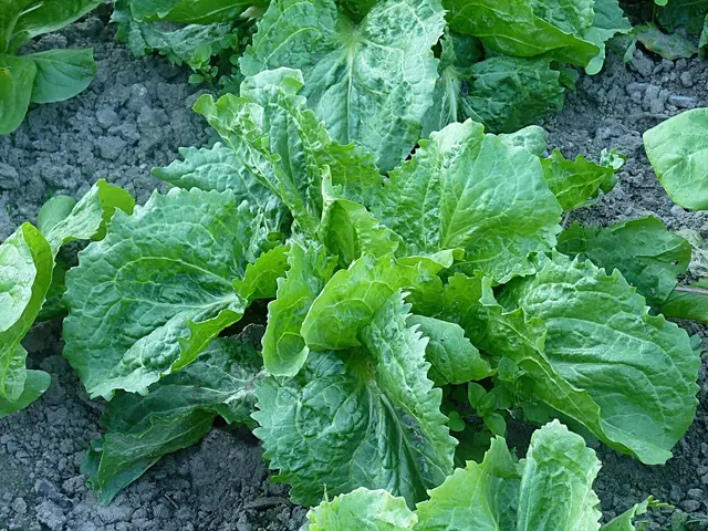 Endive plants growing in a vegetable garden in Belgium