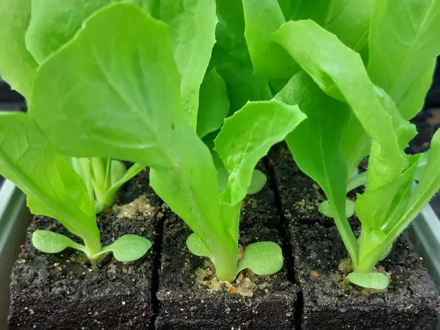 Young endive plants in soil blocks, ready for planting out