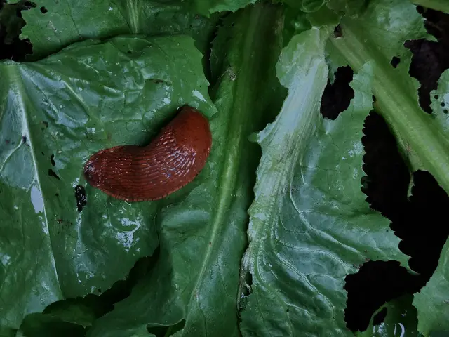 A red slug eating an endive leaf