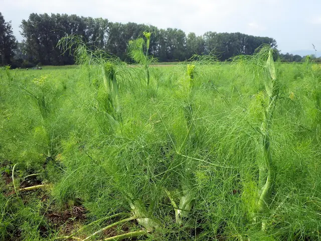 A whole planting of Florence fennel that has bolted and is flowering instead of forming bulbs