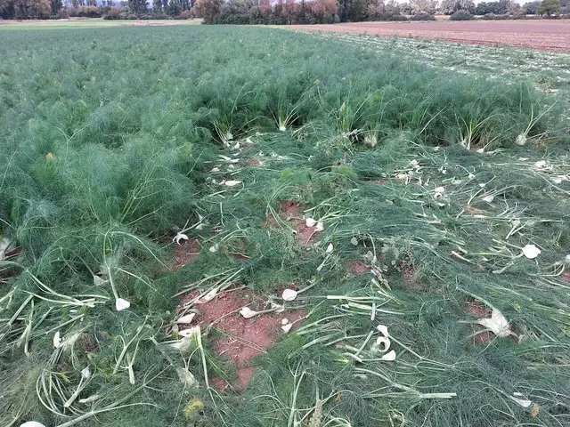 Florence fennel at harvest time, with bulbs cut by hand