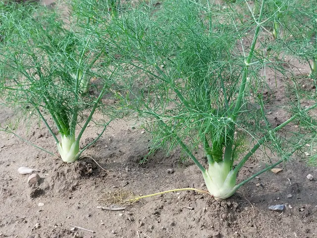 Rows of Florence fennel plants ready to harvest