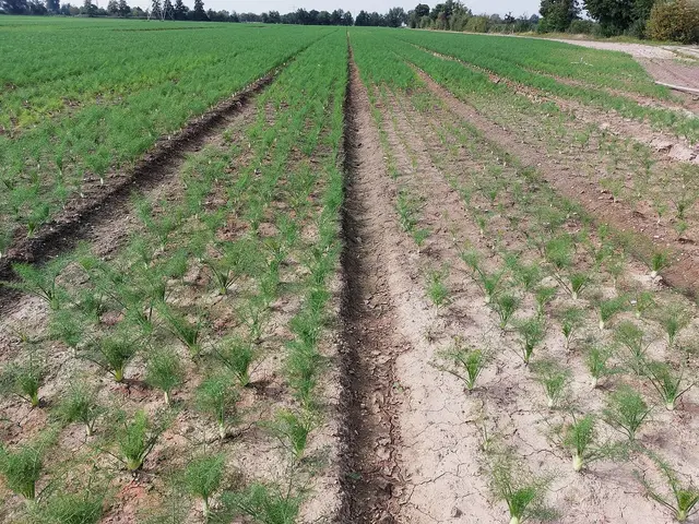 A young planting of Florence fennel in rows