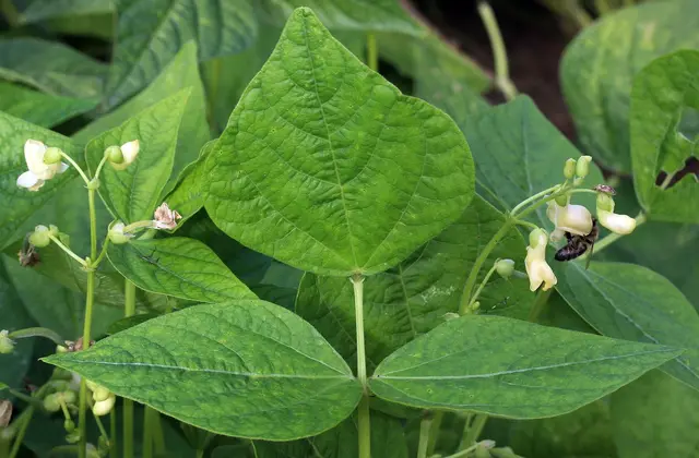 White bush bean flowers beneath a three-part bean leaf