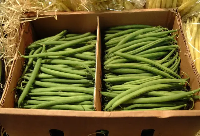 Two boxes of freshly picked green bush beans