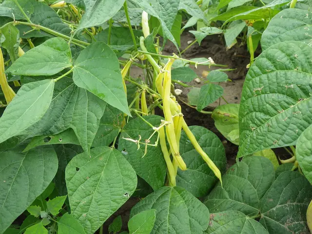 Dwarf bean plants with yellow pods hanging among large green leaves