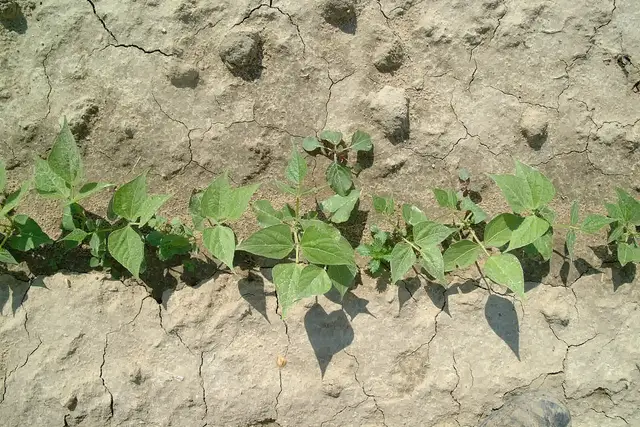A row of young bush bean plants in dry, crusted soil