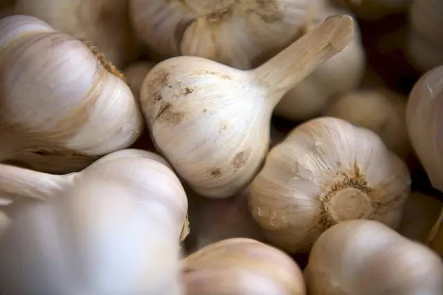 Freshly harvested white garlic bulbs with trimmed necks