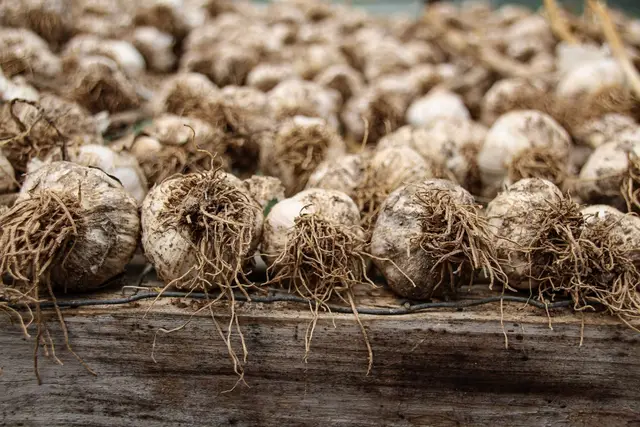 Freshly lifted garlic bulbs with roots, drying on a wooden board