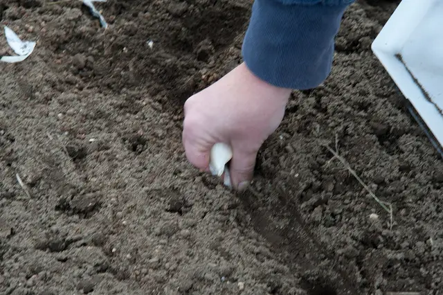 A hand pushing a garlic clove into freshly prepared soil