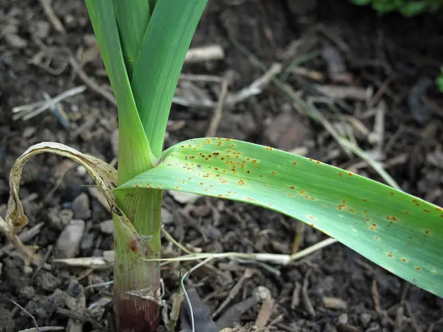 Orange rust pustules on the leaves of a young garlic plant