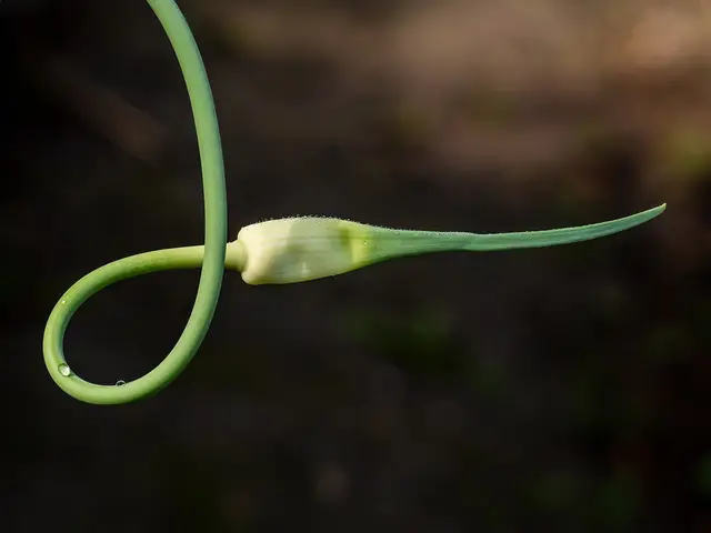 A curled garlic scape with its pointed flower bud