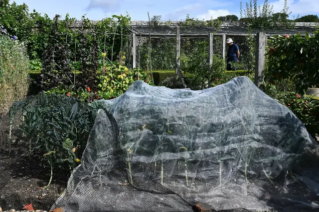 Kale plants covered with fine netting in a walled kitchen garden