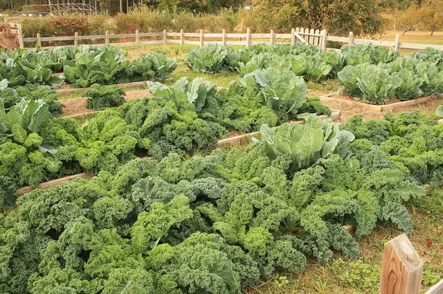 Raised garden beds full of curly kale and cabbage plants
