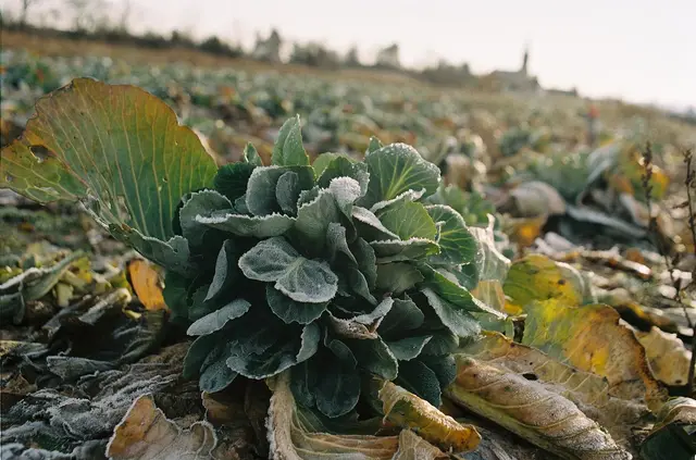 A frosted kale plant in a field in winter