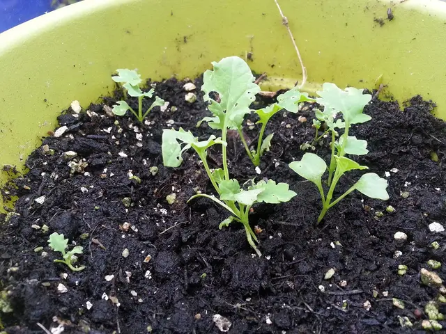 A row of young kale plants a month after sowing